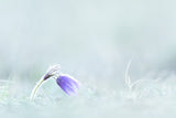 Close-up of purple flower on field Poster och Canvastavla