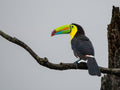Keel-billed Toucan Poster och Canvastavla