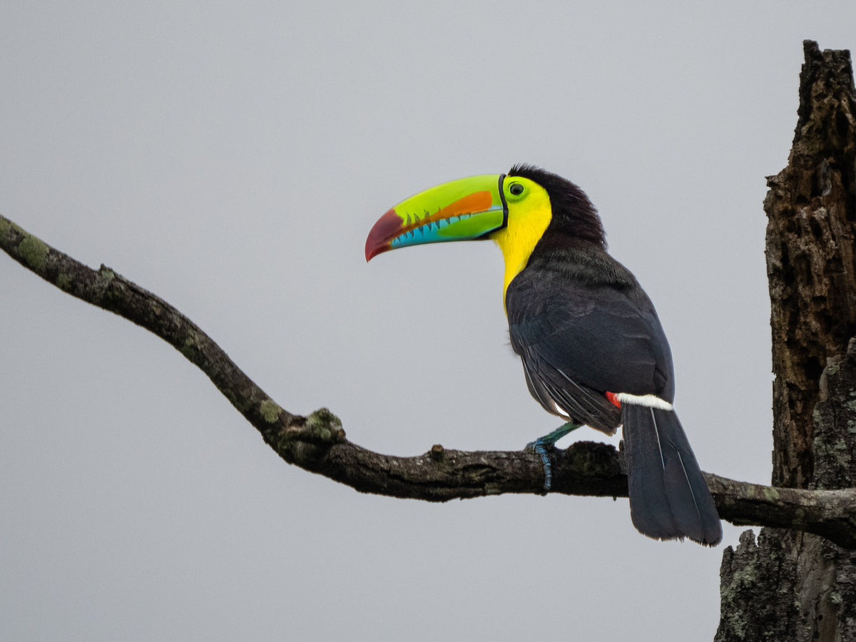 Keel-billed Toucan Poster och Canvastavla