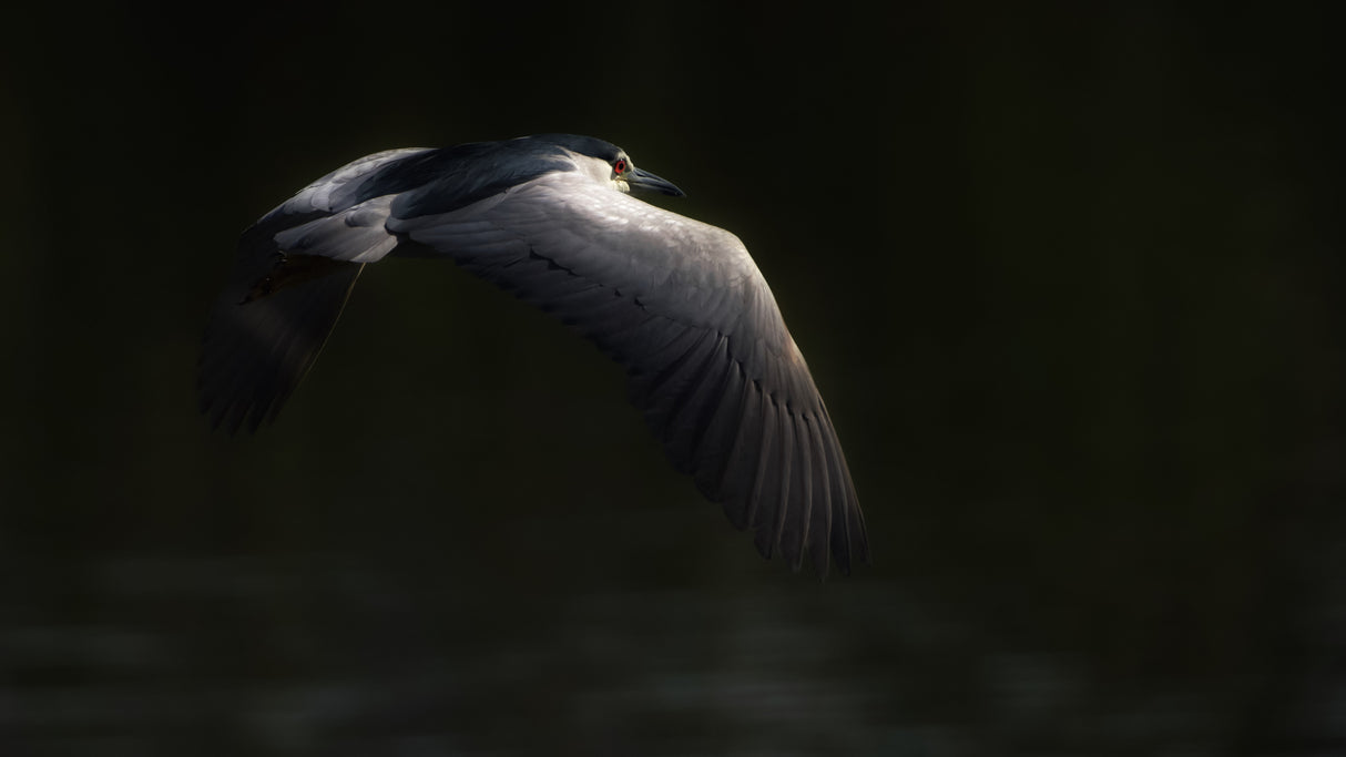 Night heron Poster och Canvastavla