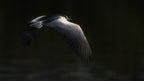 Night heron Poster och Canvastavla