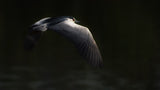 Night heron Poster och Canvastavla