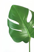 Bright green monstera leaf Poster och Canvastavla