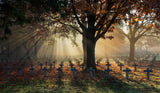 In Flanders Fields Poster och Canvastavla