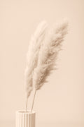 Pampas Grass Begie 13 Poster och Canvastavla