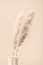 Pampas Grass Begie 13 Poster och Canvastavla