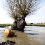 Do you like my new antler? Poster och Canvastavla