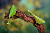 Peruvian leaf mantis Poster och Canvastavla