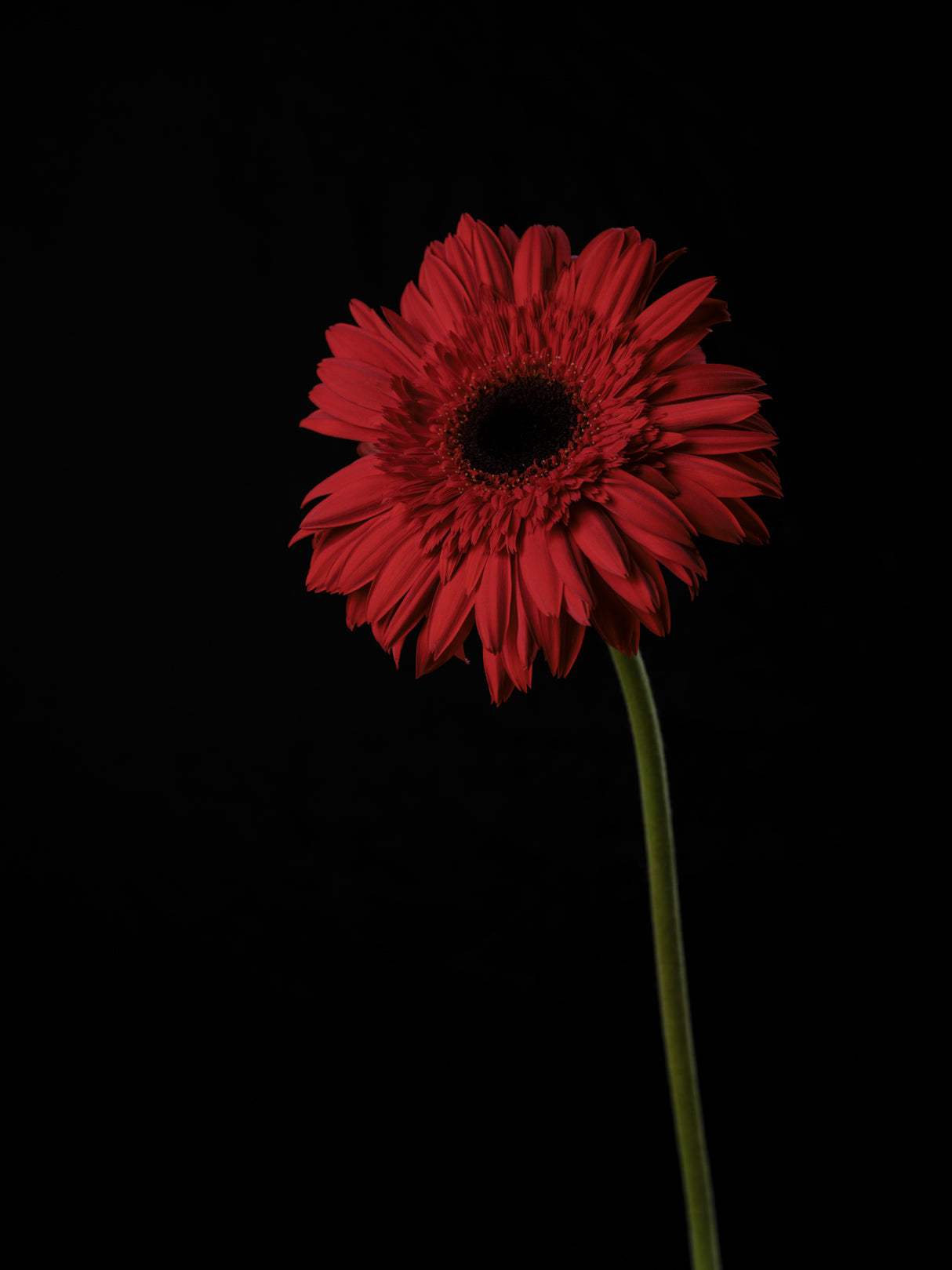 Beautiful flower Poster och Canvastavla