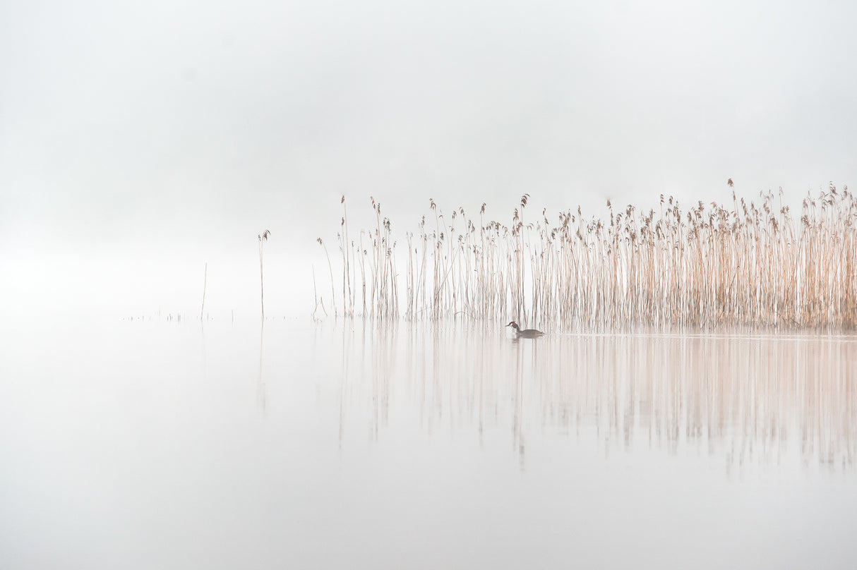 Days in the fog Poster och Canvastavla
