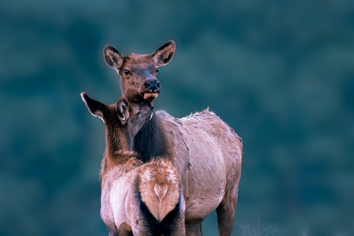 A Tender Moment with Mom Poster och Canvastavla
