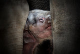 THE IMMEMORIAL KNOWLEDGE OF THE NEWBORNS Poster och Canvastavla