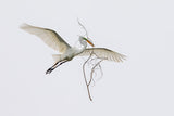The husband is a hard-working bird. Poster och Canvastavla