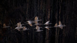 Sandhill cranes Poster och Canvastavla