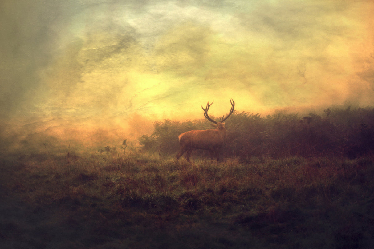 Autumn Is Coming... Poster och Canvastavla