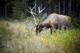 The Elk Poster och Canvastavla