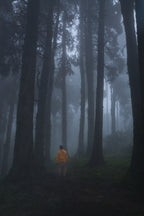 Mist and forest Poster och Canvastavla