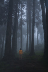 Mist and forest Poster och Canvastavla