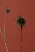 Thistle Rust Red 04 Poster och Canvastavla