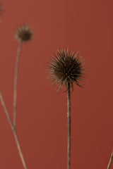 Thistle Rust Red 04 Poster och Canvastavla