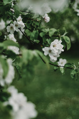 Spring Series - Apple Blossoms in the Rain 6/12 Poster och Canvastavla