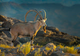Nubian ibex - on the cliffs of Ramon Crater. Poster och Canvastavla