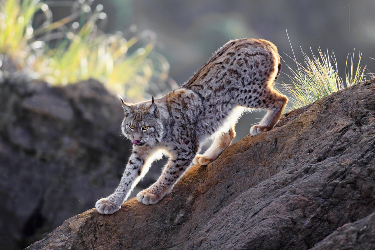 Lynx at Sunset Poster och Canvastavla