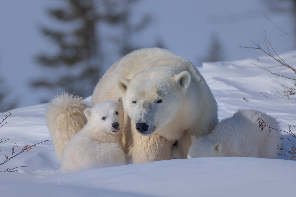 Mum and Cubs Poster och Canvastavla