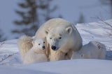 Mum and Cubs Poster och Canvastavla