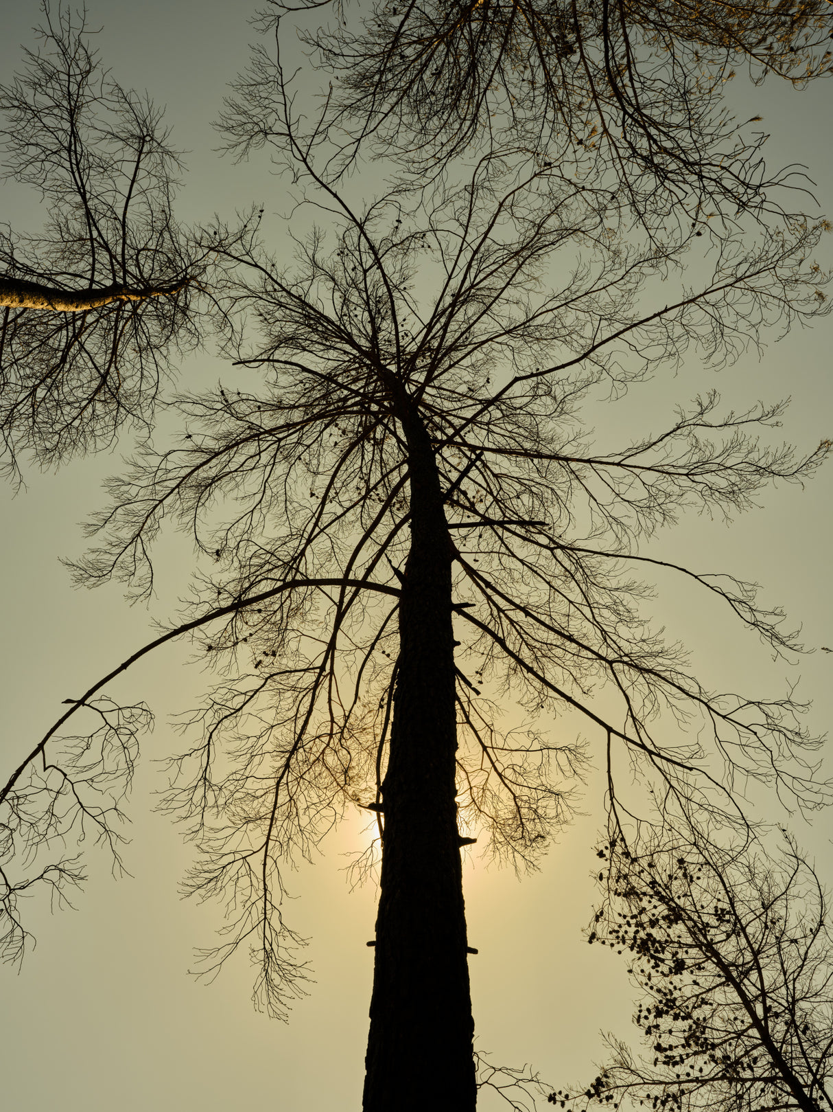 a burned tree Poster och Canvastavla