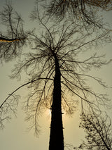 a burned tree Poster och Canvastavla