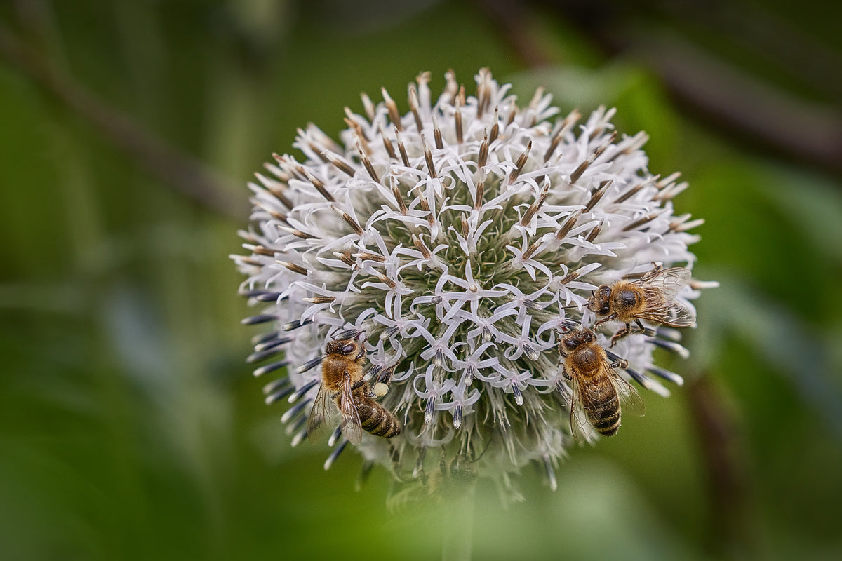 Vier Bienen Poster och Canvastavla