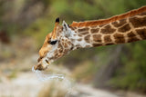 just a drink! Poster och Canvastavla