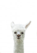 Llama Poster och Canvastavla