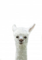 Llama Poster och Canvastavla
