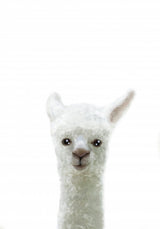 Llama Poster och Canvastavla
