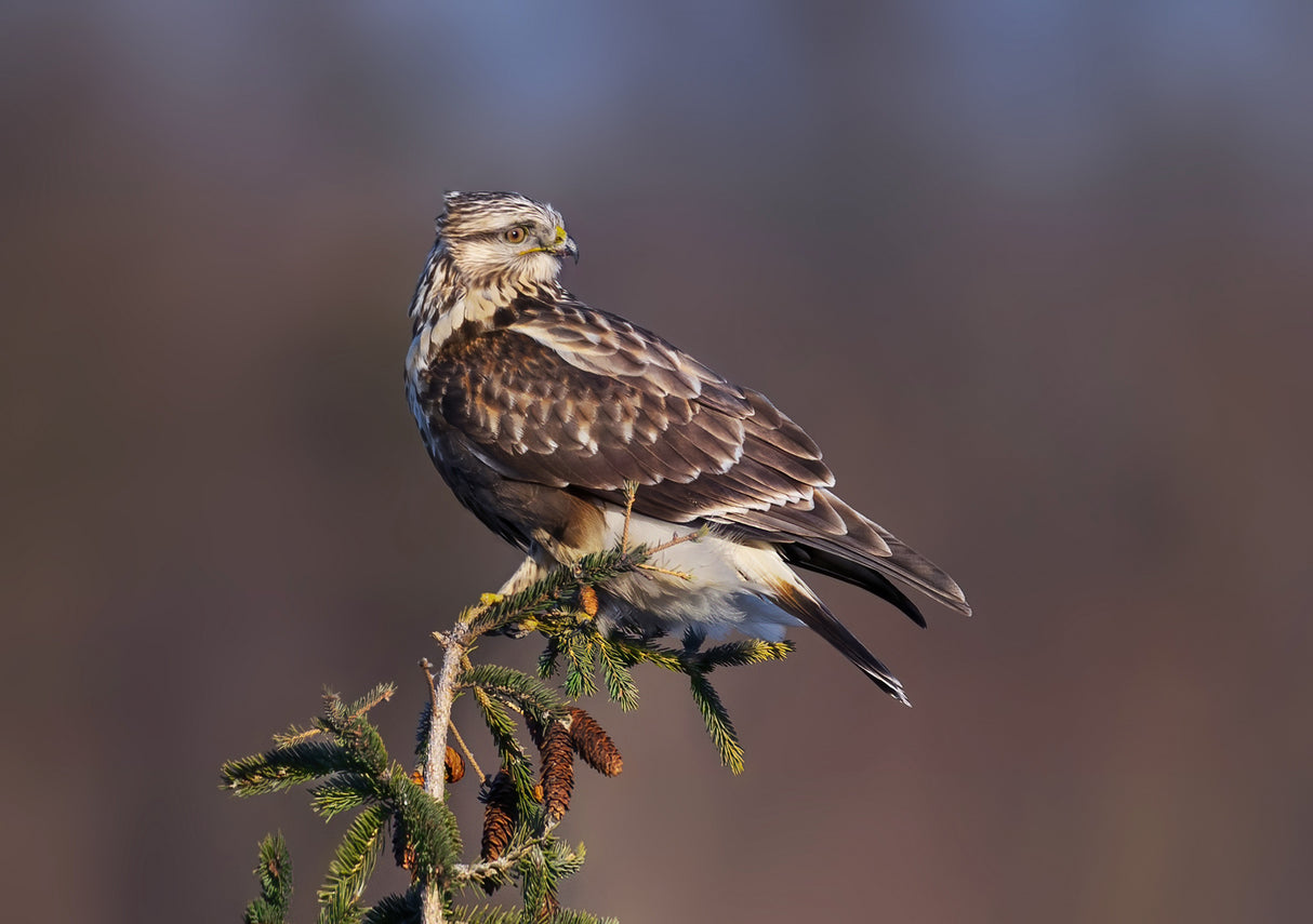 Rough-legged Hawk-2 Poster och Canvastavla