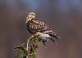 Rough-legged Hawk-2 Poster och Canvastavla