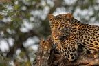 Young Leopard Poster och Canvastavla