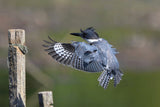 Belted kingfisher... Poster och Canvastavla