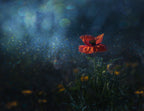 Poppy in second spring Poster och Canvastavla