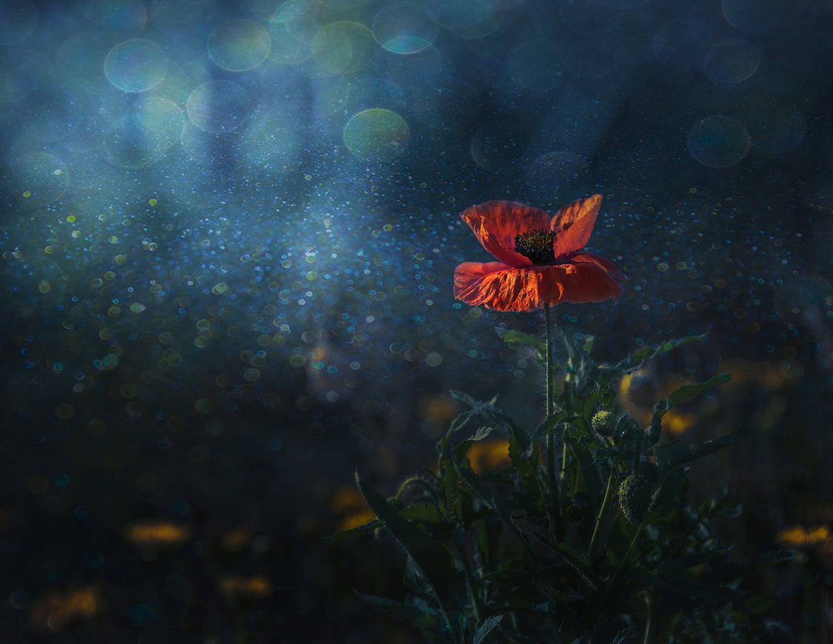 Poppy in second spring Poster och Canvastavla