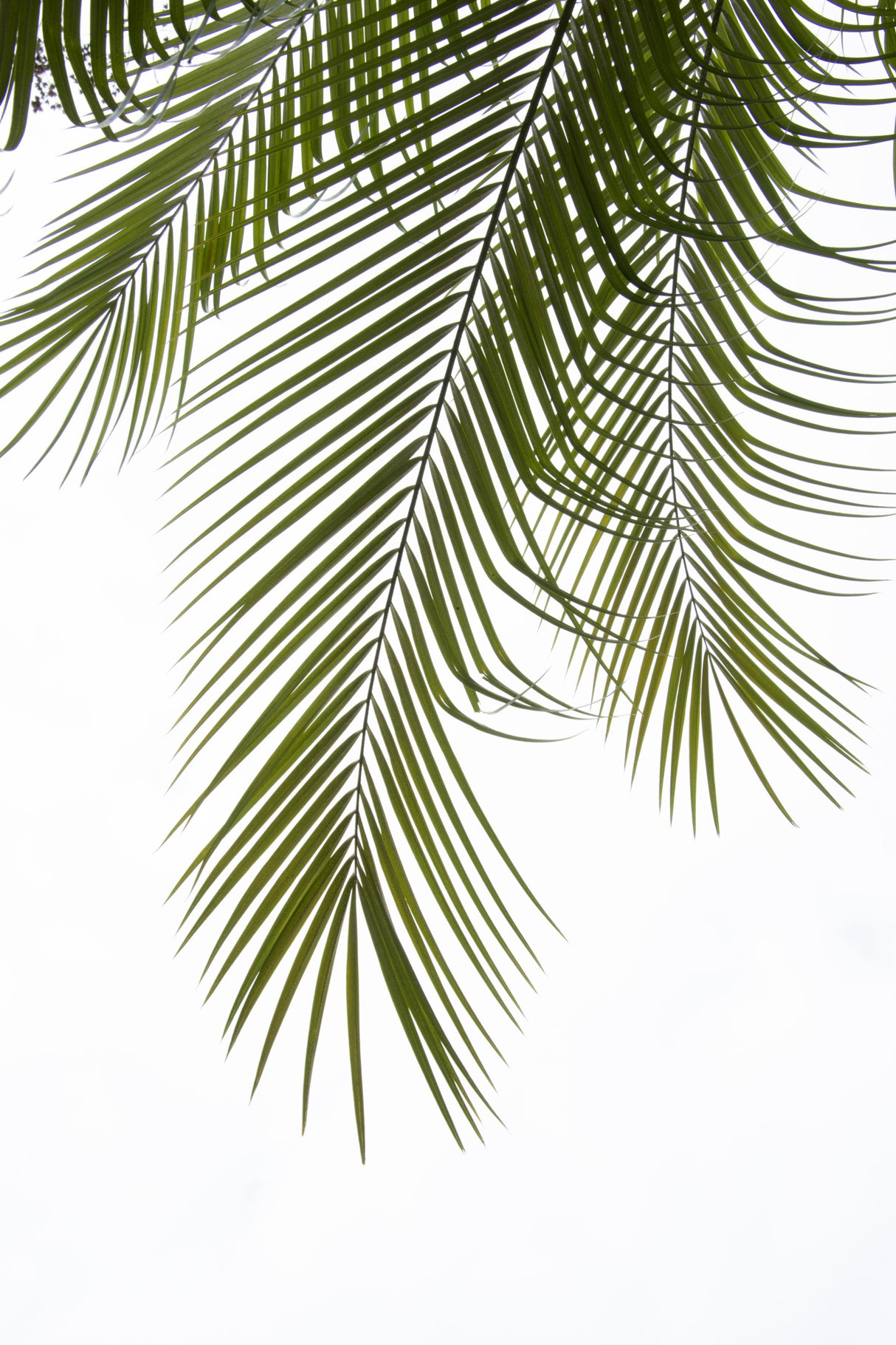 Palm Leaves Foliage Photo II Poster och Canvastavla