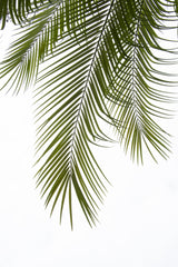 Palm Leaves Foliage Photo II Poster och Canvastavla