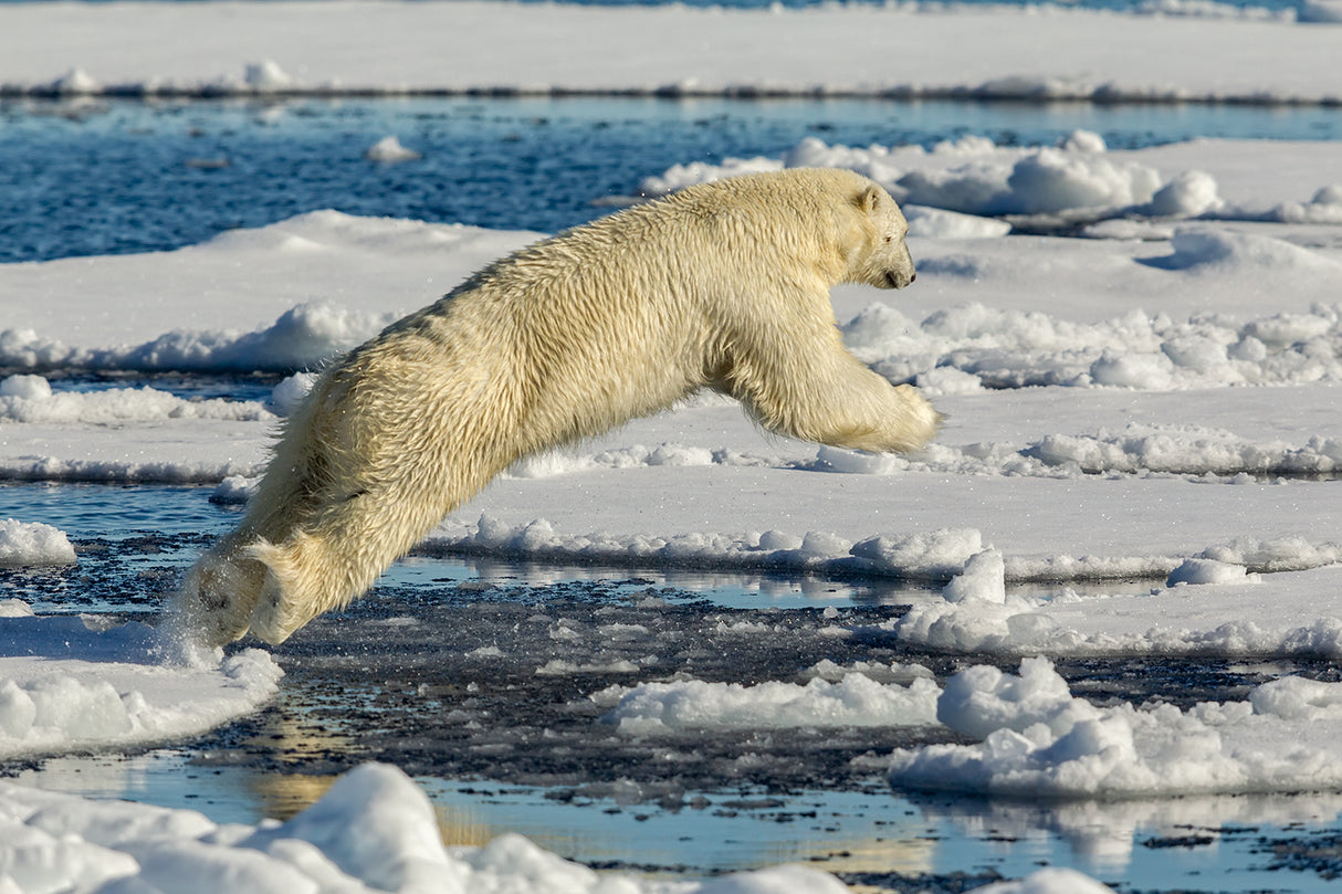 Polar bear jumping Poster och Canvastavla