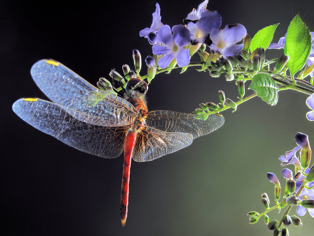 Dragonfly Poster och Canvastavla