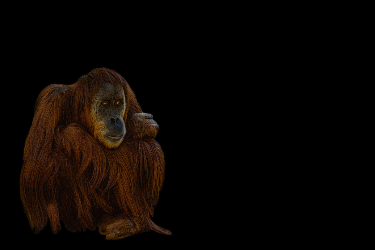 Orang-Utan Poster och Canvastavla