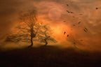 Mysterious Morning... Poster och Canvastavla