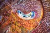 Focus on cuttlefish Poster och Canvastavla