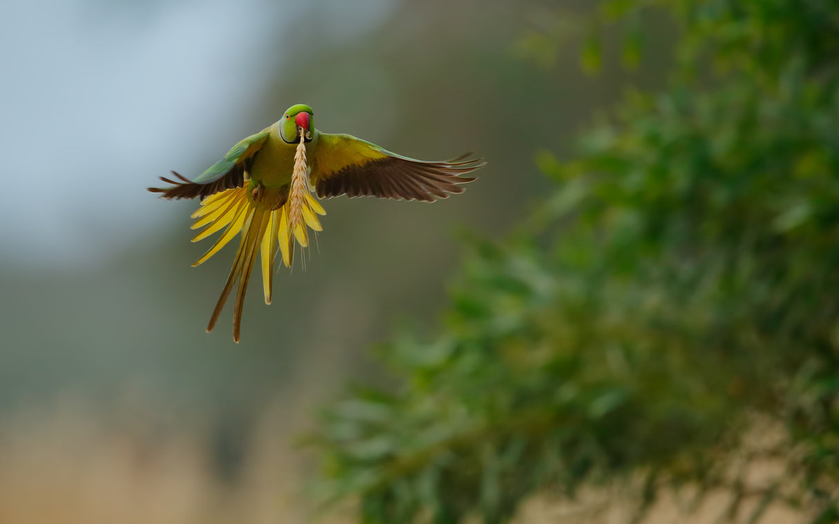Rose ring Parakeet in flight Poster och Canvastavla